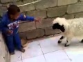 Koyun çocuğu kovalıyor